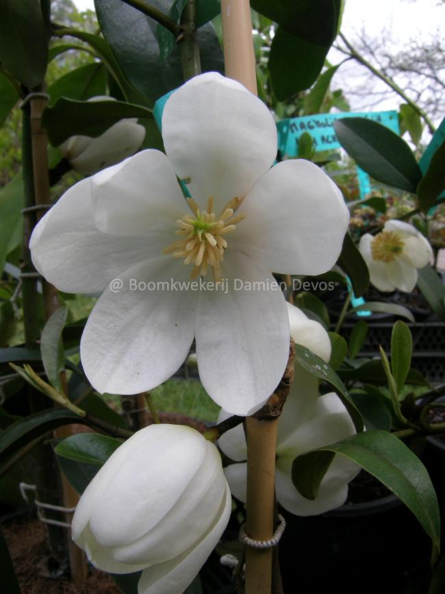 Magnolia laevifolia 'Michelle'