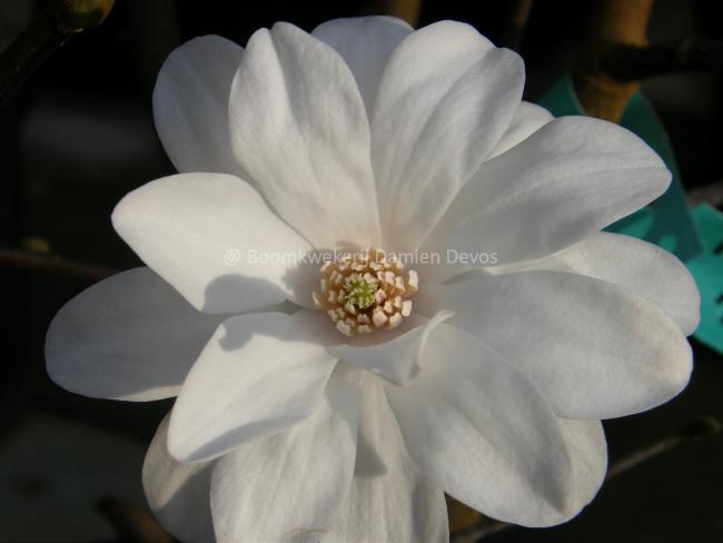 Magnolia loebneri 'Mag's Pirouette'