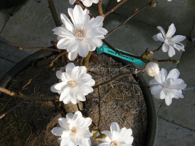 Magnolia loebneri 'Mag's Pirouette'