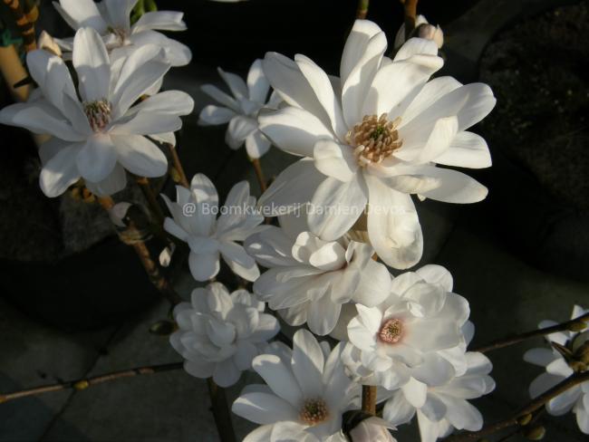 Magnolia loebneri 'Mag's Pirouette'