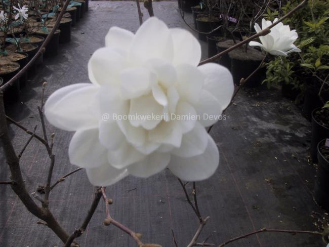 Magnolia loebneri 'Mag's Pirouette'