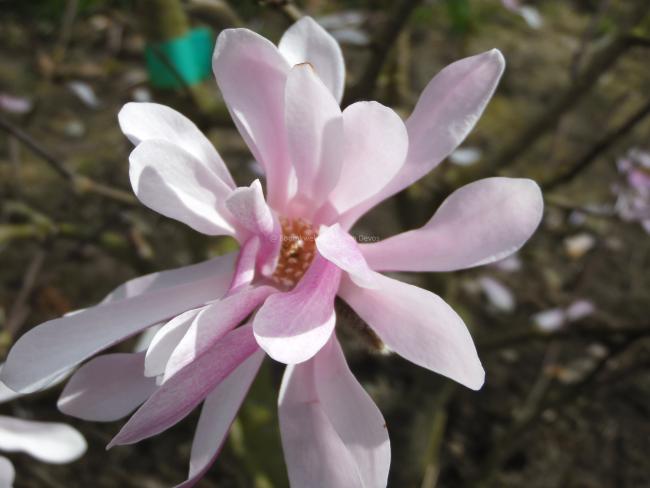 Magnolia loebneri 'Raspberry Fun'