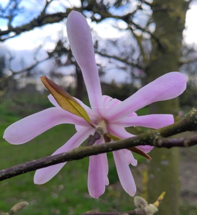 Magnolia loebneri 'Raspberry Fun'