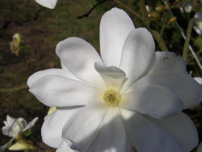 Magnolia laevifolia 'Summer Snowflake'