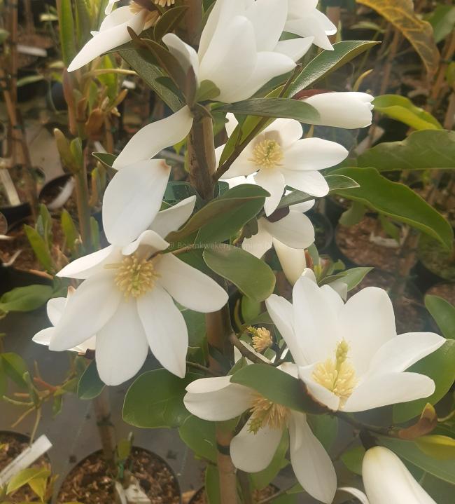 Magnolia laevifolia 'Velvet and Cream'