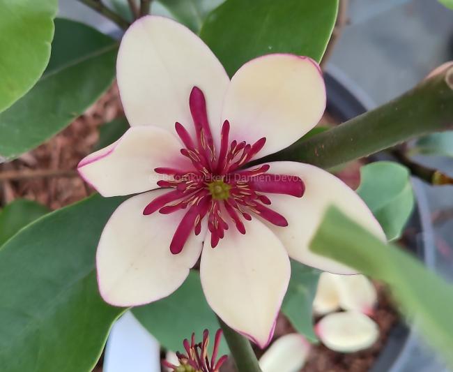 Magnolia laevifolia x figo 'White Caviar'