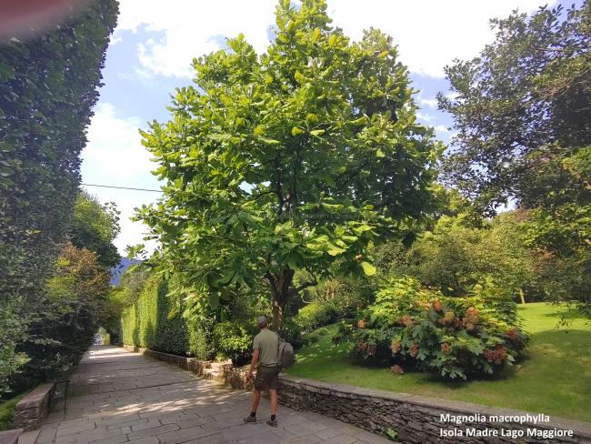Magnolia macrophylla