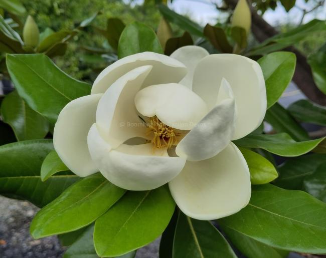 Magnolia 'Maryland'