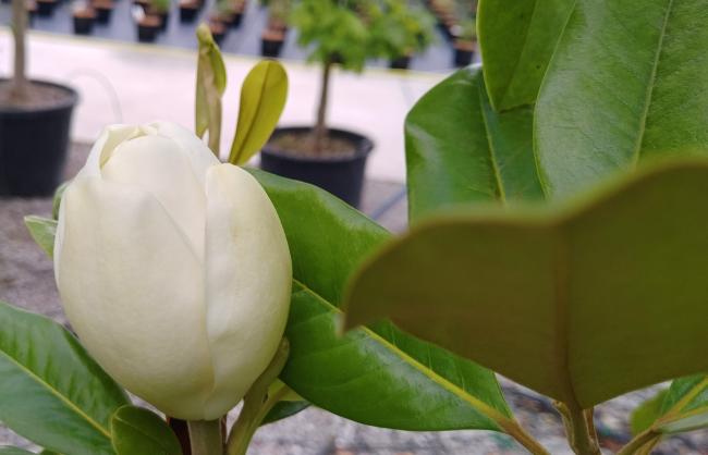 Magnolia 'Maryland'