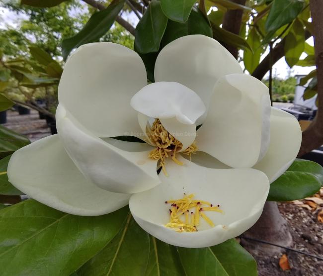 Magnolia 'Maryland'