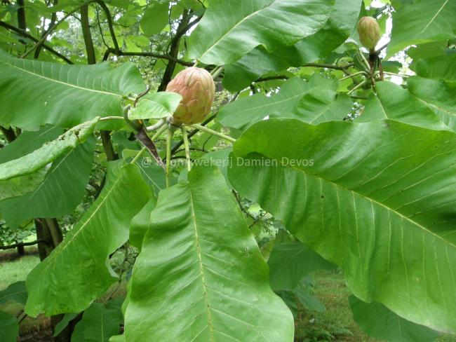 Magnolia macrophylla subsp ashei
