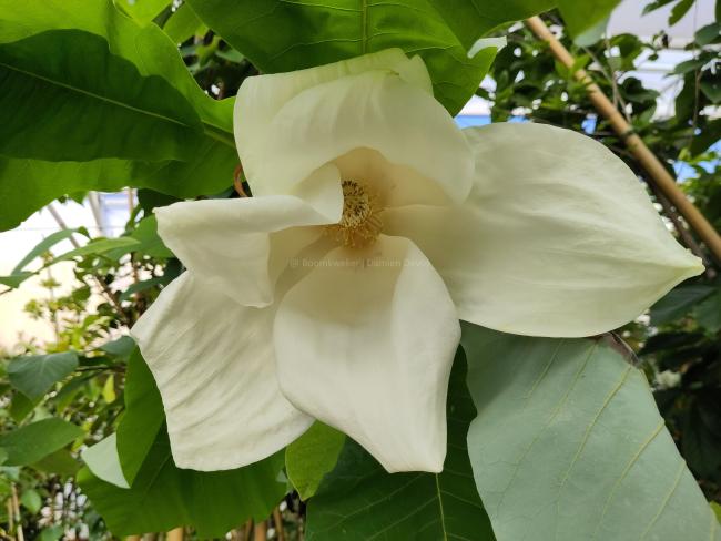 Magnolia macrophylla subsp ashei