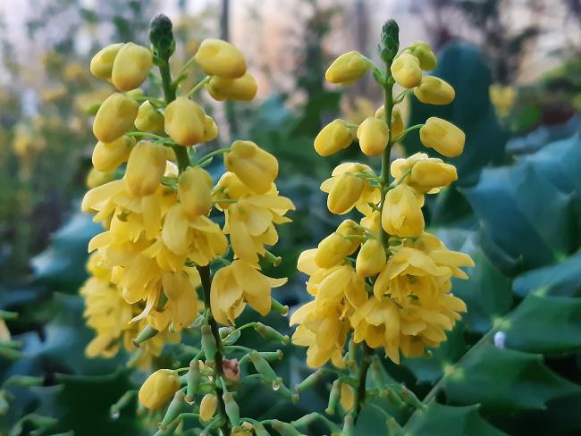 Mahonia media 'Charity'