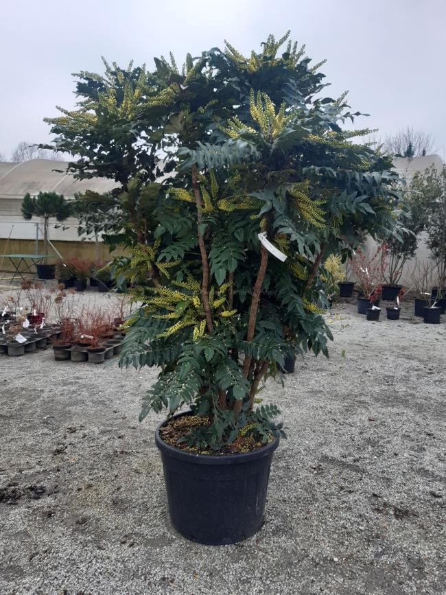 Mahonia media 'Charity'