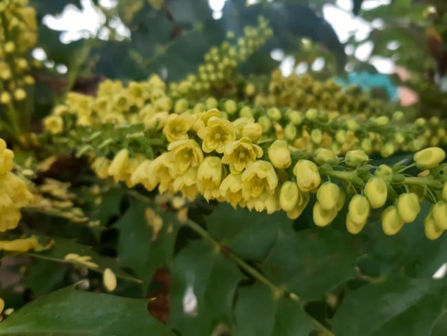 Mahonia media 'Charity'