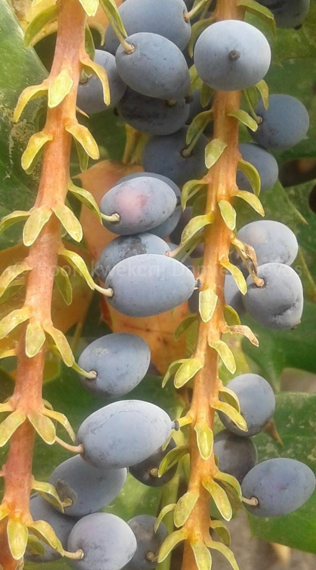 Mahonia media 'Charity'