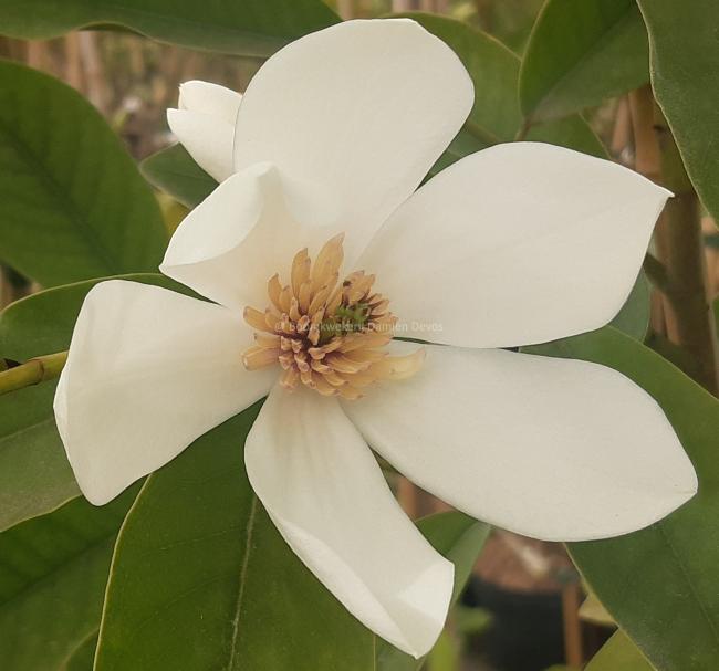 Magnolia maudiae x laevifolia (MF)