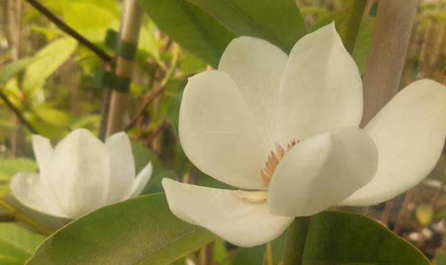 Magnolia maudiae x laevifolia (MF)