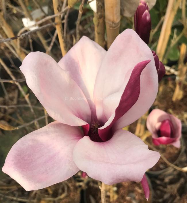 Magnolia 'March-Till-Frost'