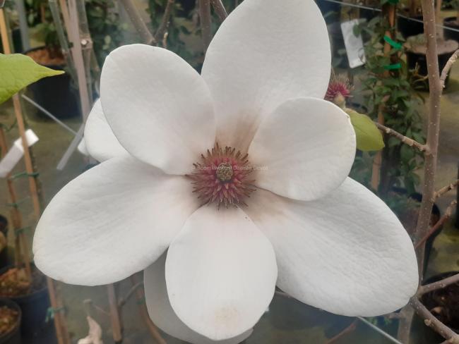 Magnolia 'Milky Way'
