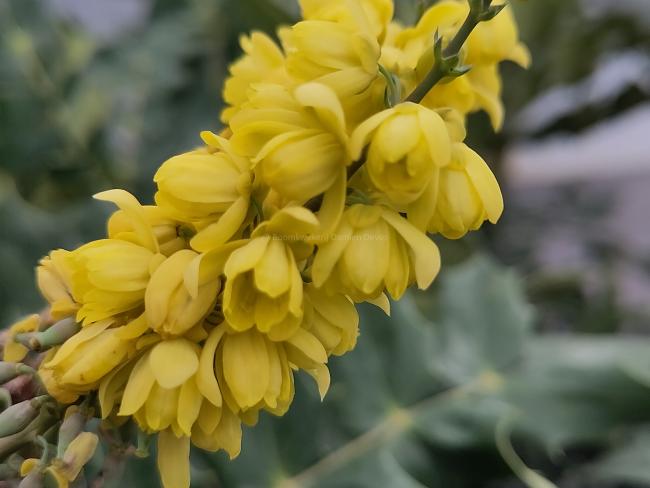 Mahonia media 'Winter Sun'