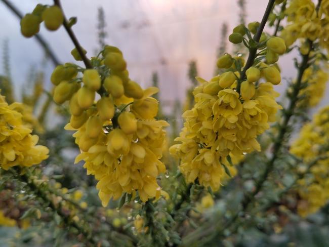 Mahonia media 'Winter Sun'
