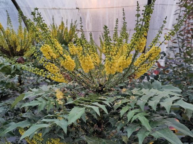 Mahonia media 'Winter Sun'