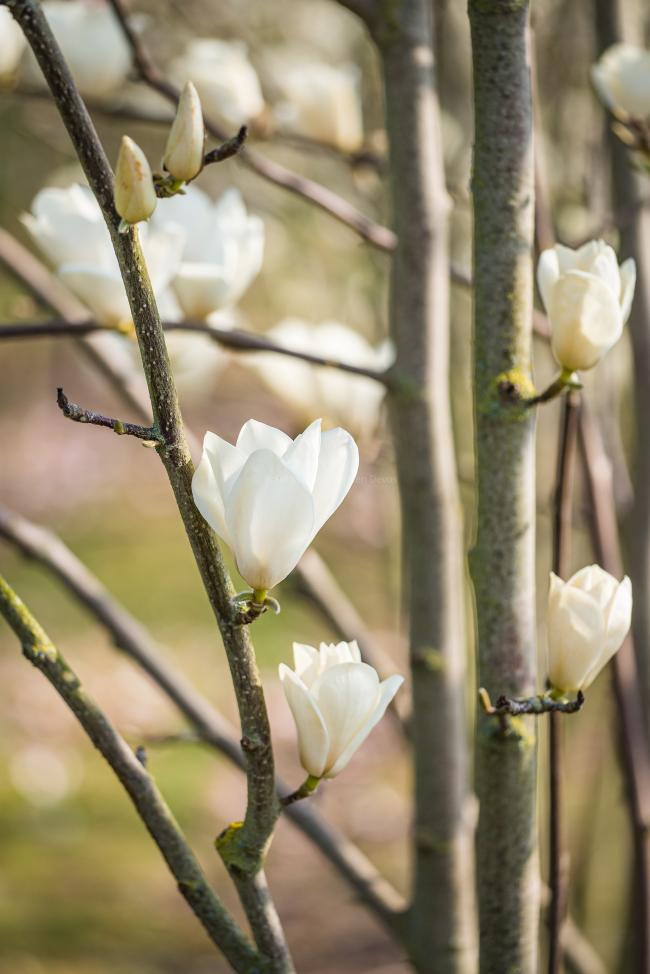 Magnolia 'Norman Gould'