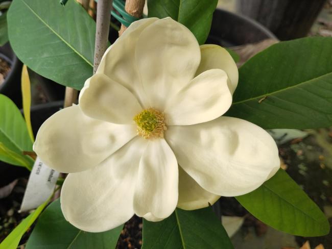 Magnolia 'Nimbus'