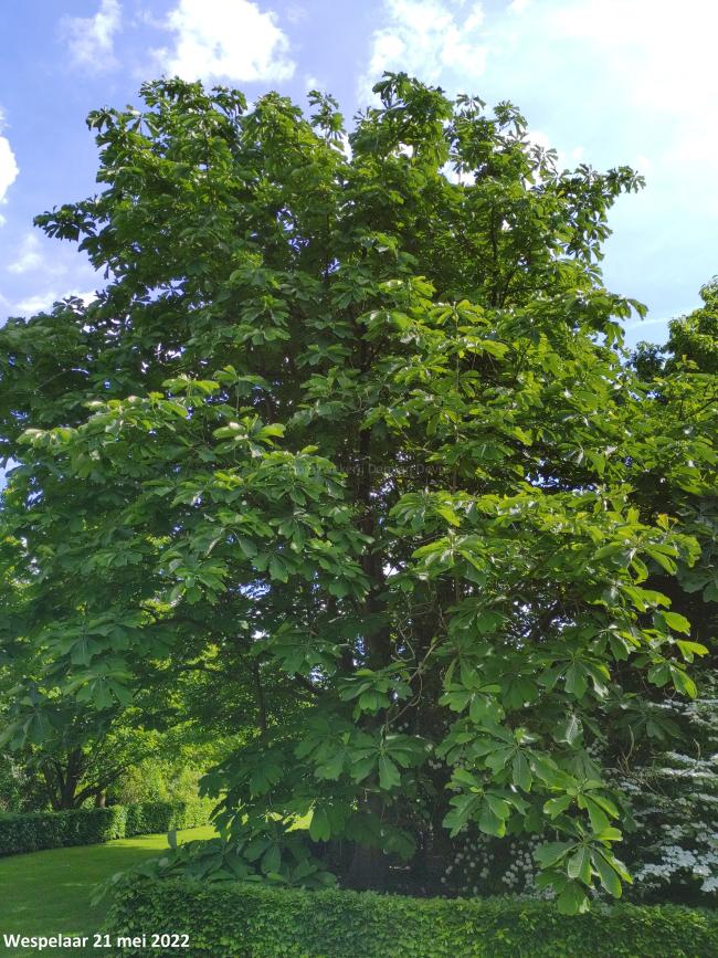 Magnolia officinalis var biloba