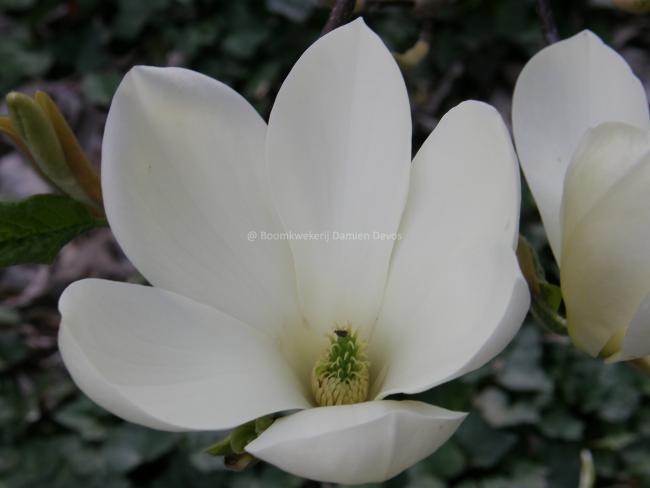 Magnolia 'Petit Chicon'