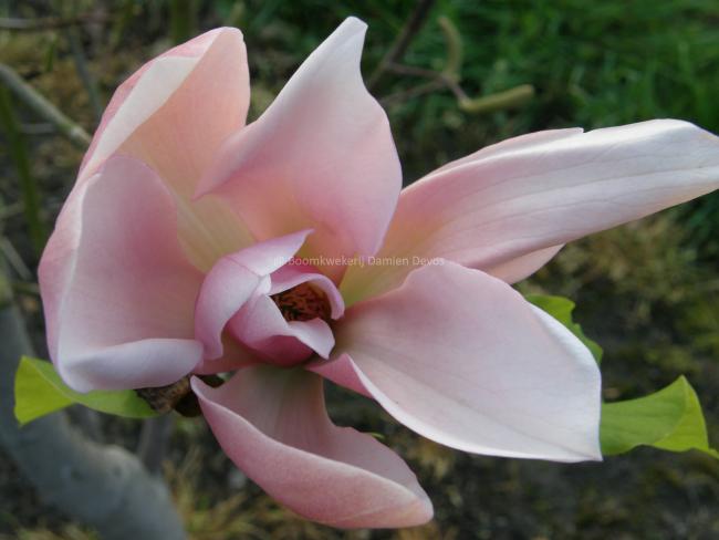Magnolia 'Peachy'