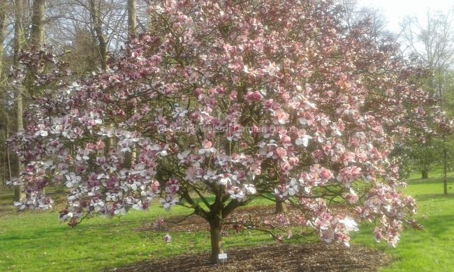 Magnolia 'Pickard's Garnet'