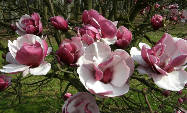 Magnolia 'Pickard's Garnet'