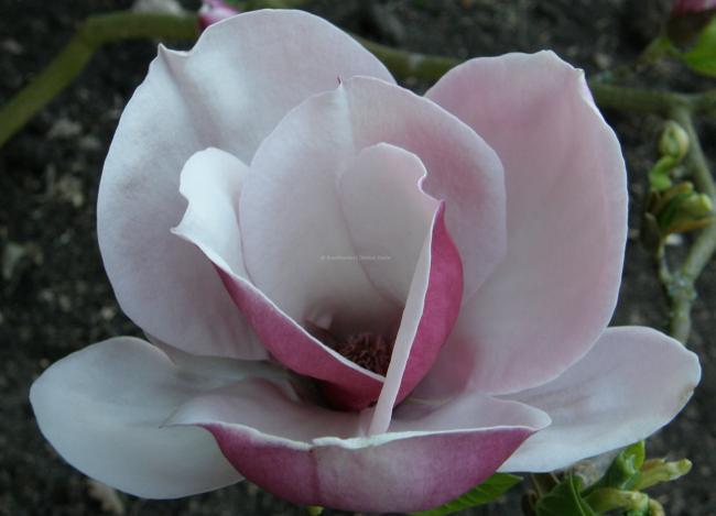 Magnolia 'Pickards Ruby'