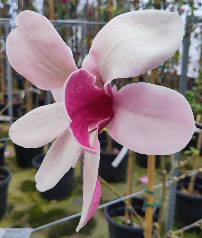 Magnolia 'Pickards Ruby'