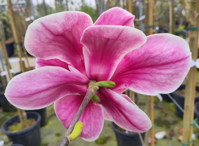 Magnolia 'Pickards Ruby'