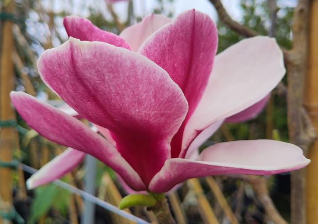 Magnolia 'Pickards Ruby'