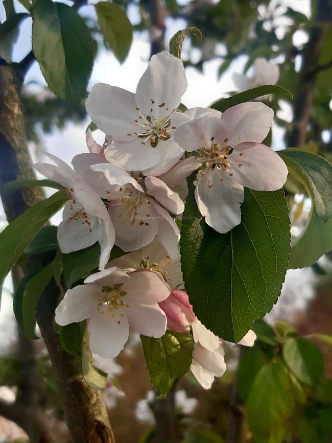 Malus 'Professor Sprenger'