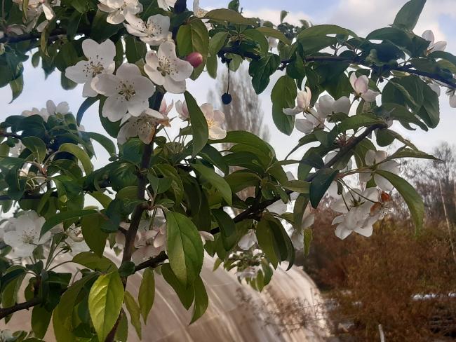 Malus 'Professor Sprenger'