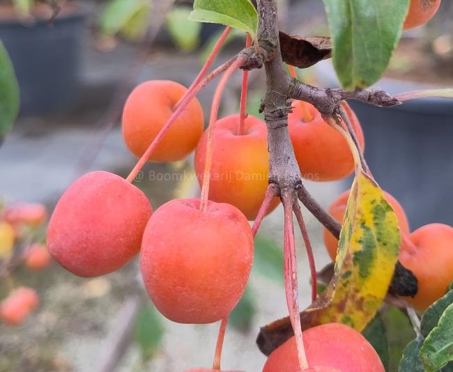 Malus 'Professor Sprenger'