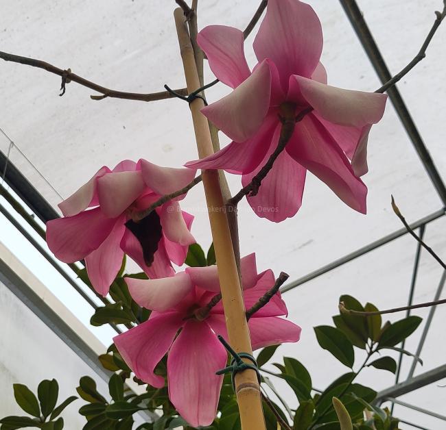 Magnolia 'Piet van Veen'