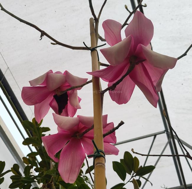 Magnolia 'Piet van Veen'