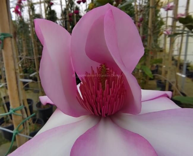 Magnolia 'Piet van Veen'