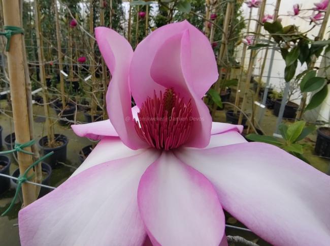 Magnolia 'Piet van Veen'