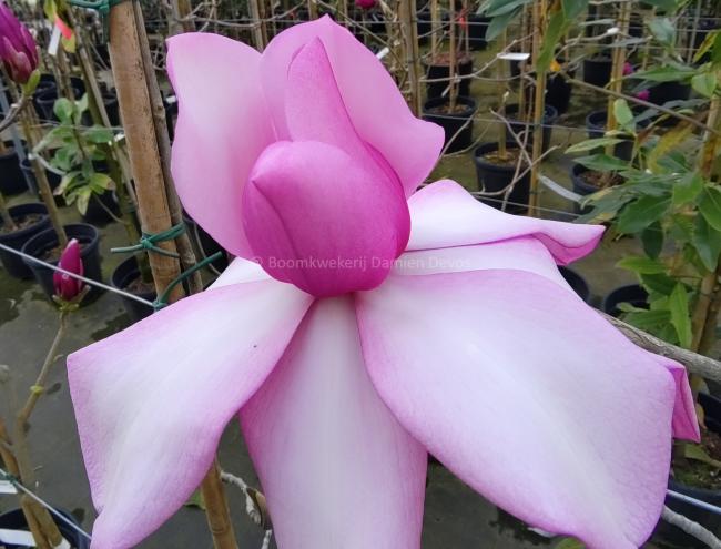 Magnolia 'Piet van Veen'