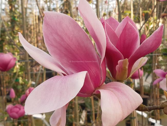 Magnolia 'Red as Red' (x)