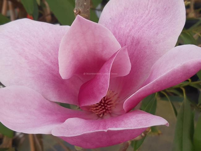 Magnolia 'Red as Red' (x)