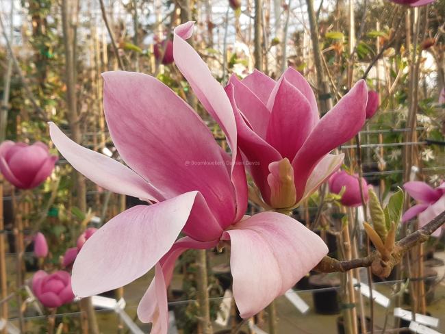 Magnolia 'Red as Red' (x)