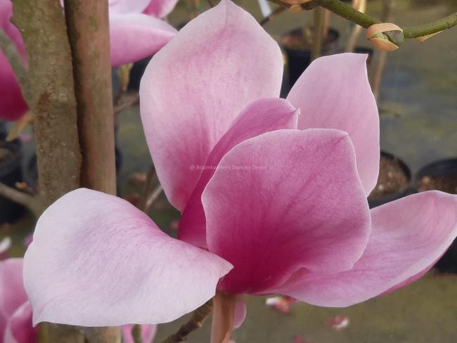 Magnolia 'Red as Red' (x)